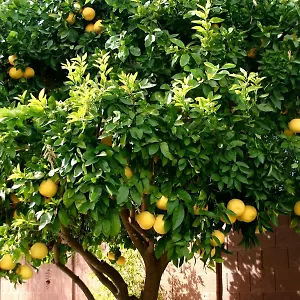 Guest house Lemon Tree, Seget Donji